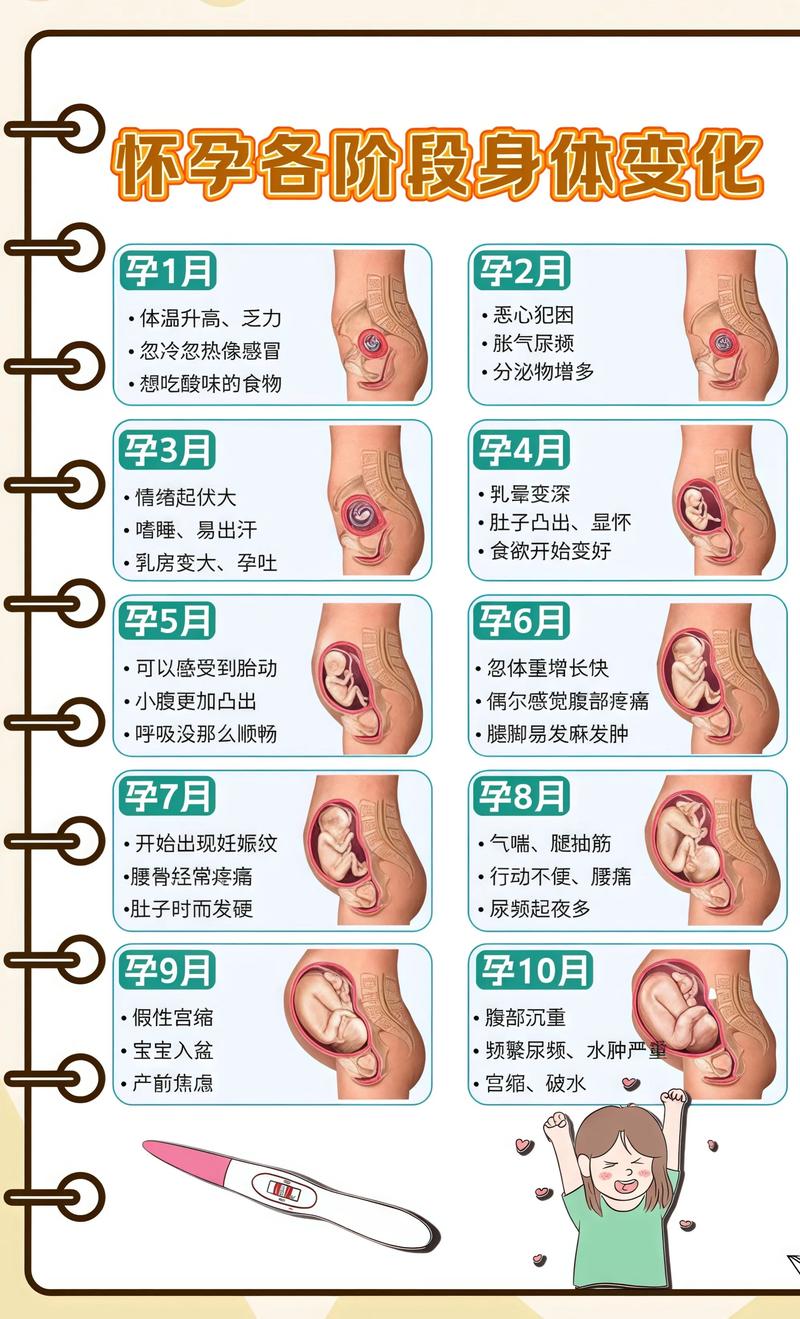 揭秘供卵代孕妈妈怀孕小腹分两节，孕期变化的奥秘自贡代生机构: